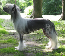 Chinese crested dog - Severnaya Zhemchuzhina Tsvetok Vernisazh Mari