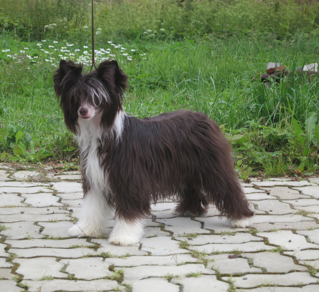 Chinese crested dog - Vernisazh Mari Beauty Sunny Gold (PP)