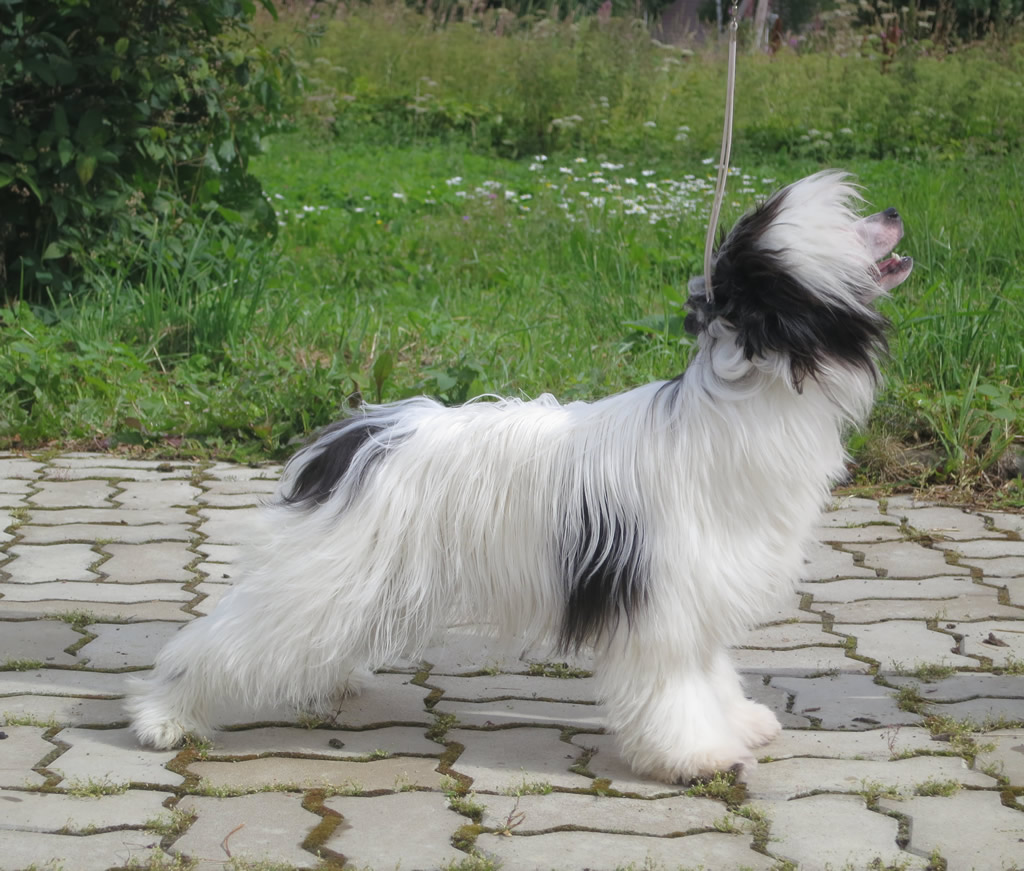 Chinese crested dog - Vernisazh Mari Bona Belissimo