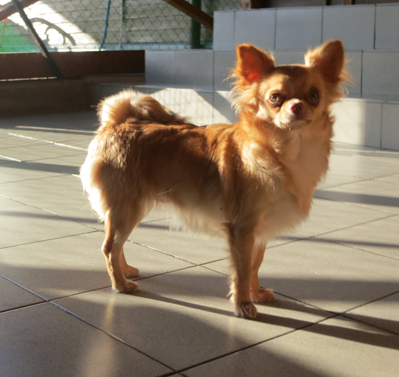 Chihuahua - Shalunya (LC)
