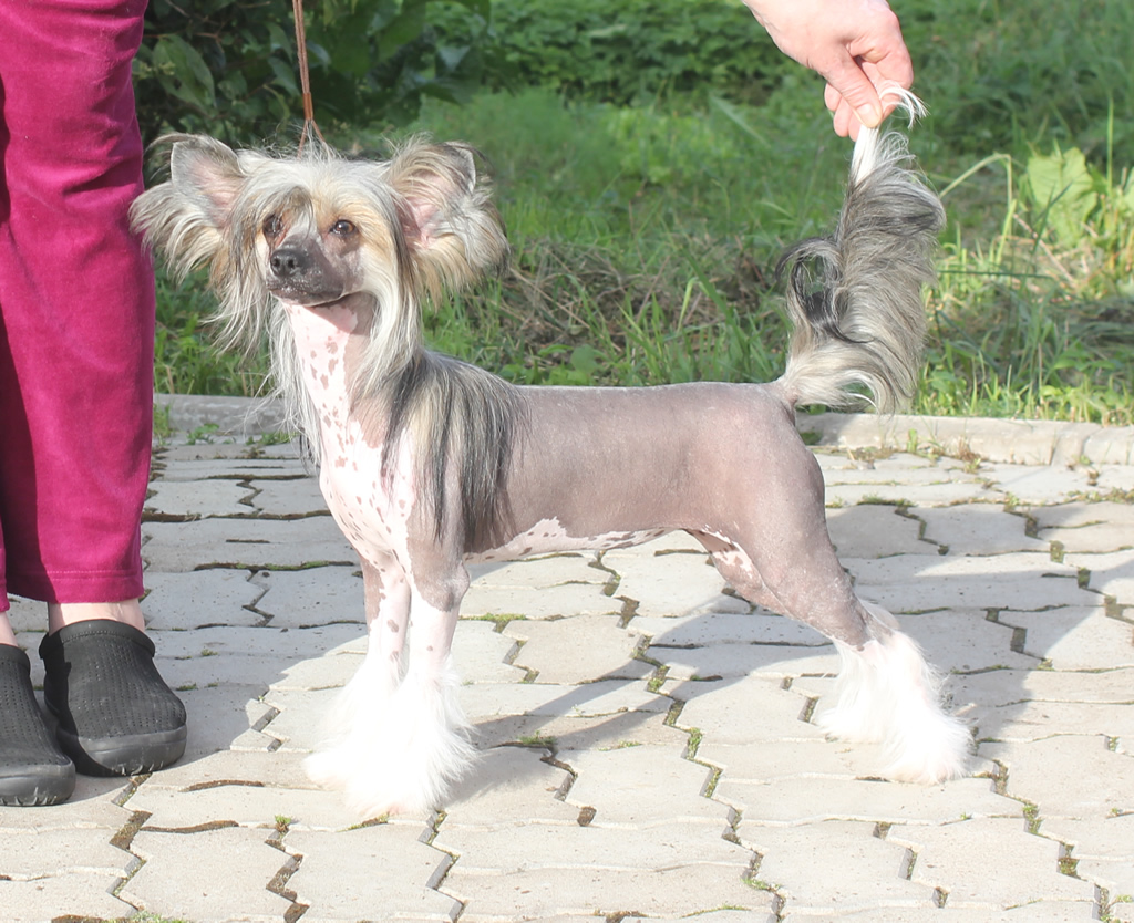 Chinese crested dog - Vernisazh Mari Onna Bellissimo