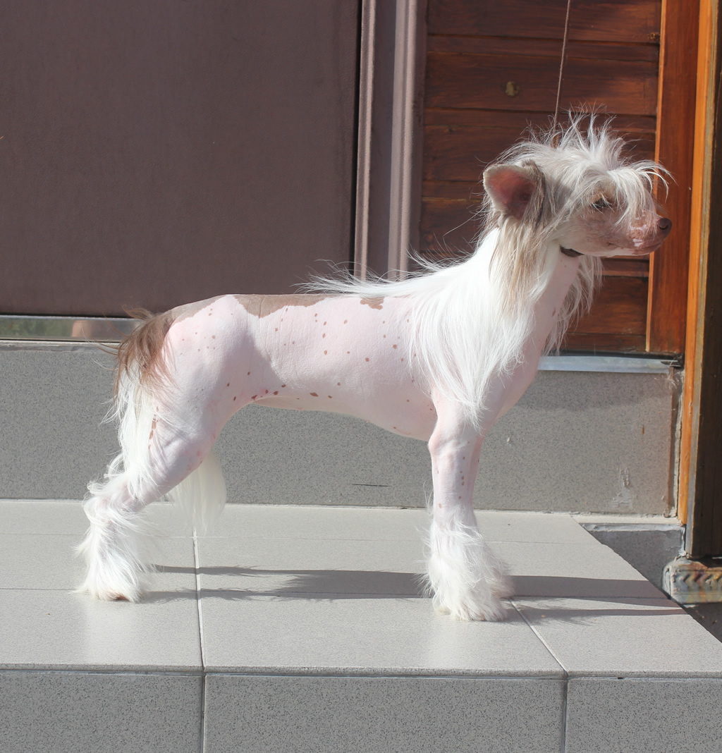 Chinese crested dog - Vernisazh Mari Zarina Princessa