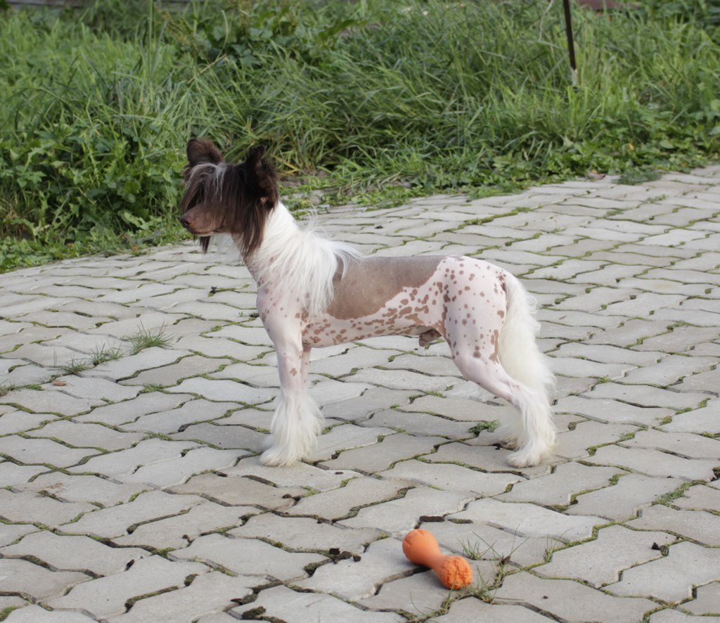 Chinese crested dog - Vernisazh Mari Lucky (HL)