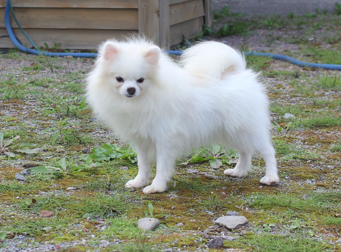 Pomeranian - RUS HAUS VORRHUT ZEIDI GOVARD