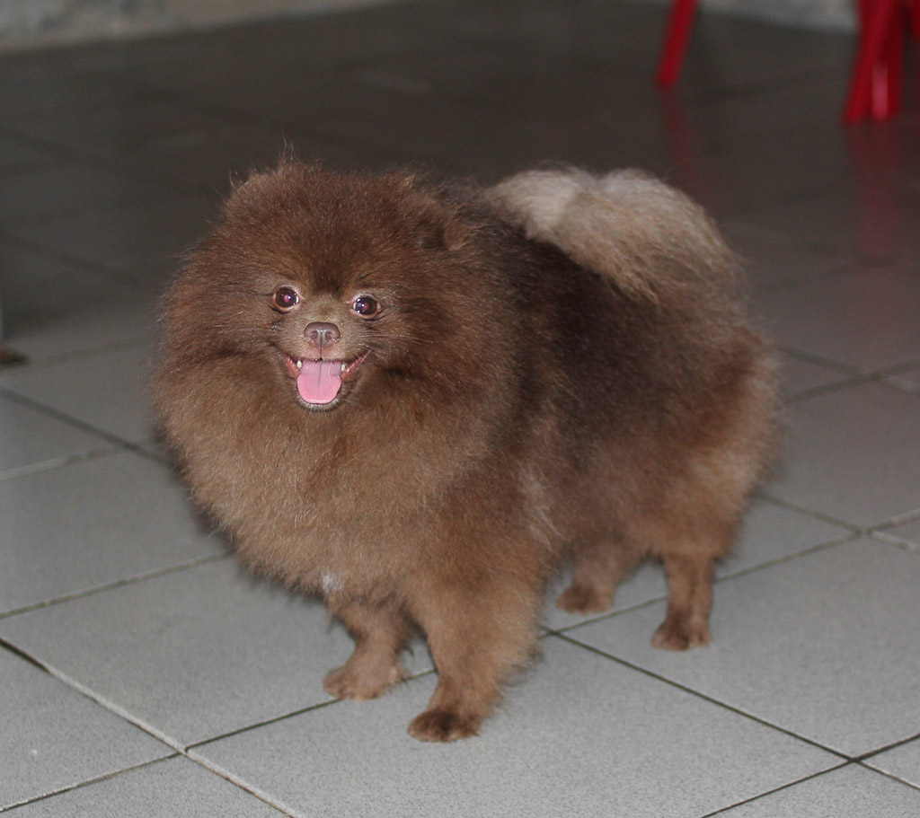 Pomeranian - Lindor