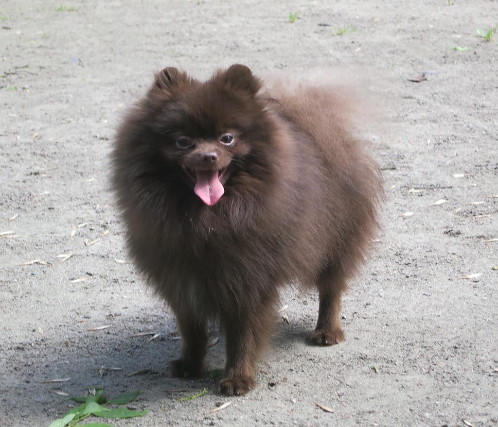 Pomeranian - ESTER BYANKA OT SHUKUR