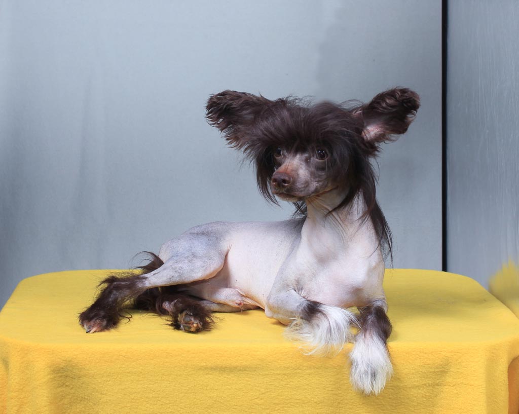 Chinese crested dog - Vernisazh Mari Adams (HL)