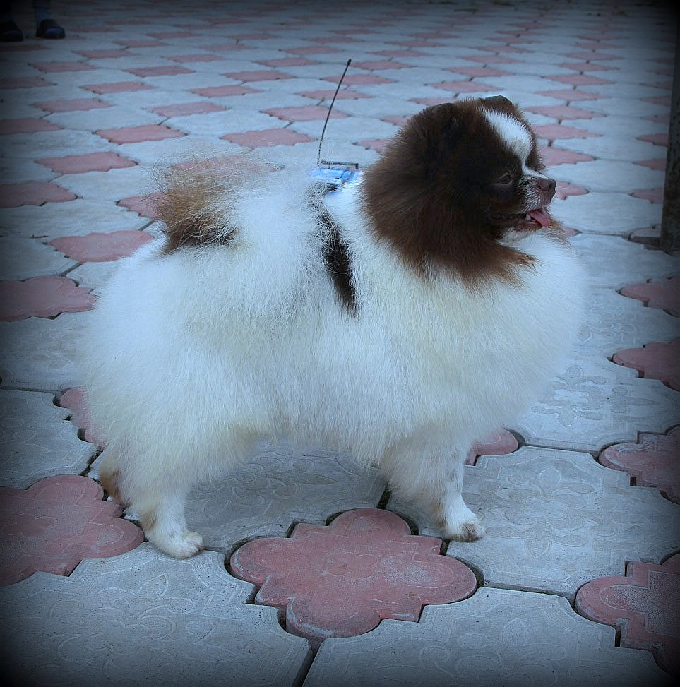 Pomeranian - Edelweiss Dog Show