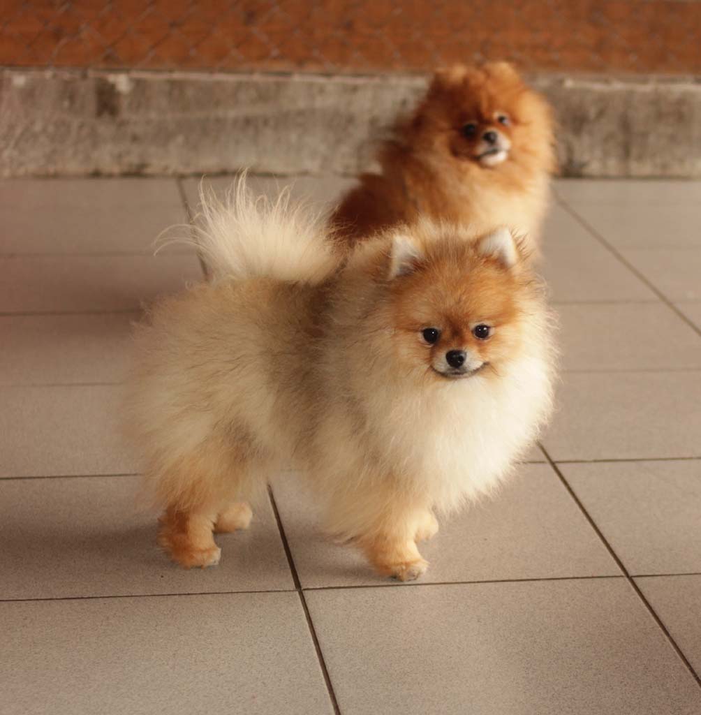 Pomeranian - Thai Silk Zenseyshinal Shans