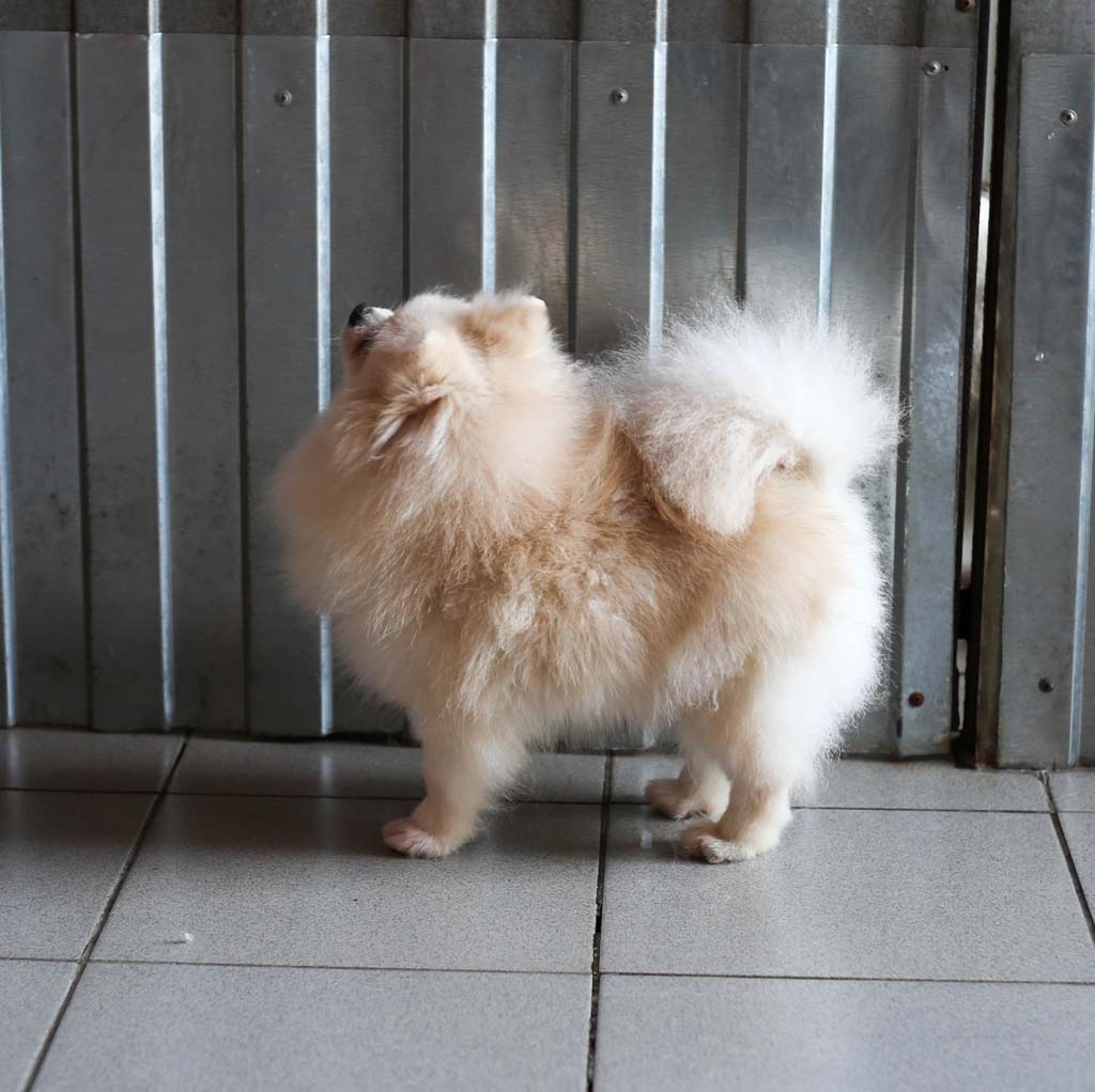 Pomeranian - ZLATA GOLDEN FLIS