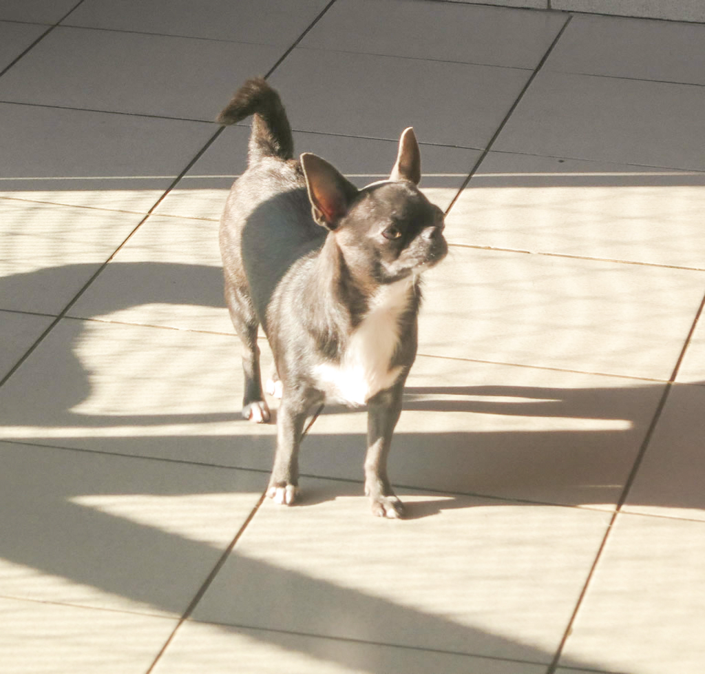 Chihuahua - SHVARCEN VALD RADIANNA (SH)
