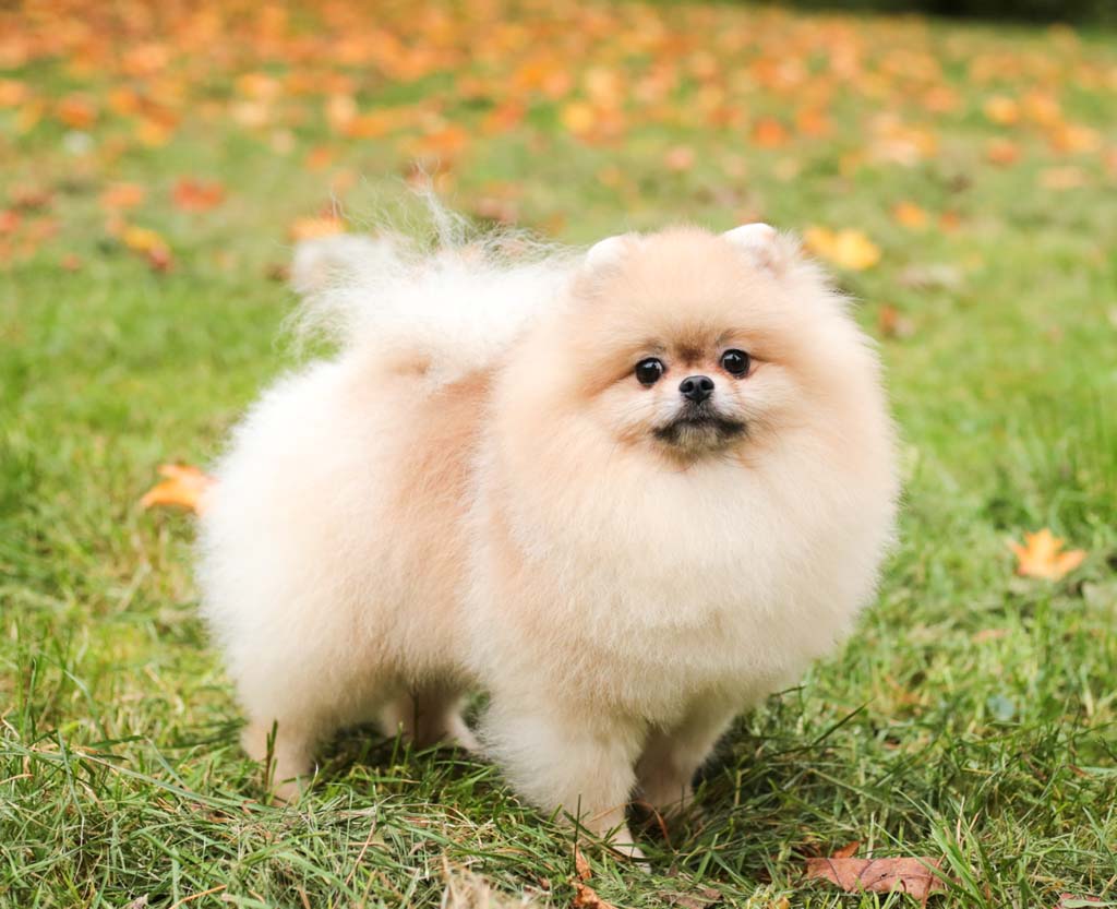 Pomeranian - THAI SILK ONTARIO