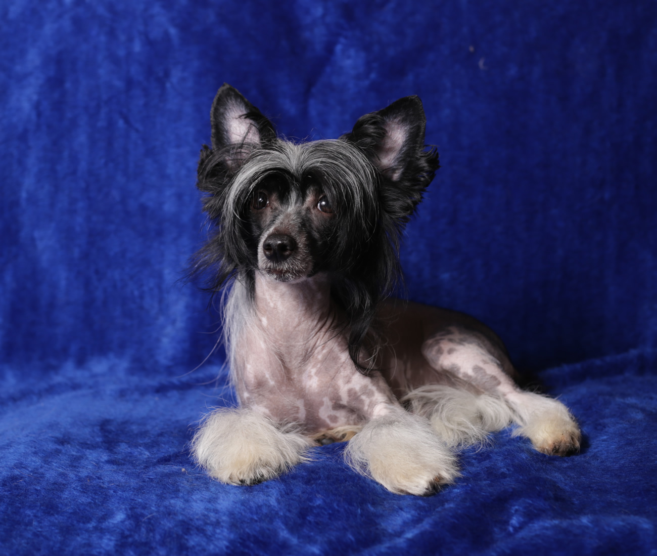 Chinese crested dog - IMPERATORSKIY KAPRIZ OLYMPUS