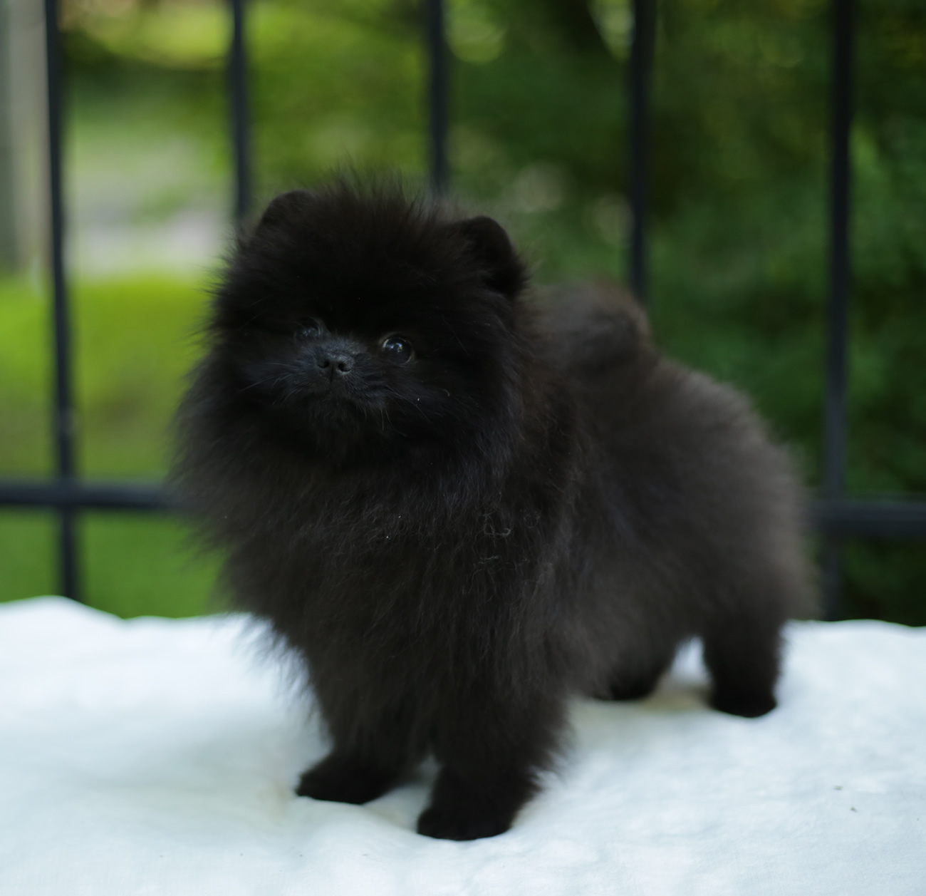 Pomeranian - Vernisazh Mari Aurora